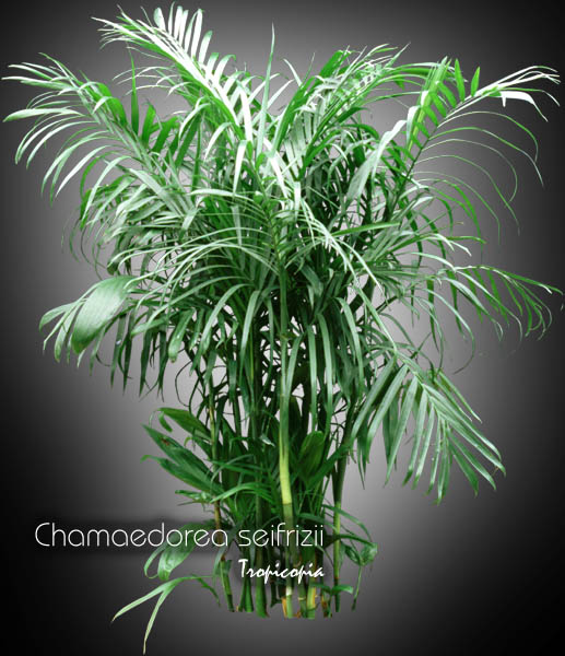 Tropicopia online House plant picture of Palm Chamaedorea seifrizii Bamboo palm, Reed Palm